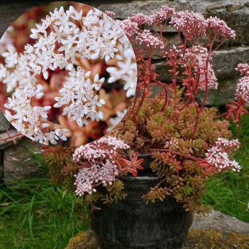 Sedum album 'Coral Carpet' - Valge kukehari 'Coral Carpet' P9/0,55L